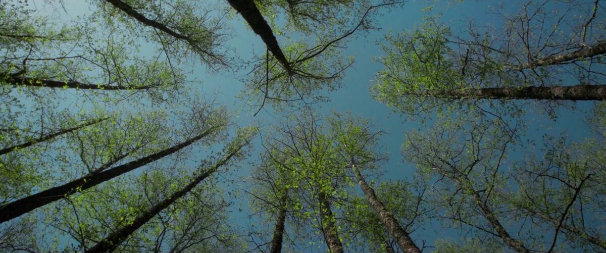 METSA VARA K&Uuml;PS V&Auml;&Auml;RTUS