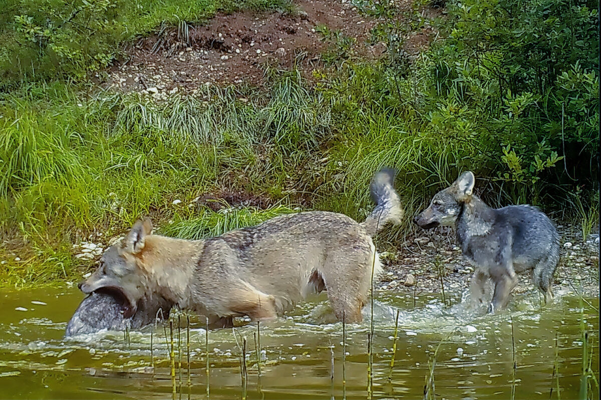 KRIIMSILM, KARUOTT JA REBANE &mdash; IGA LIIK ELAB KOOS TEISTEGA